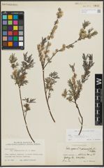 Foto von Salix repens subsp. incubacea (L.) A. Neumann